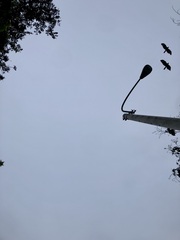 Parabuteo unicinctus