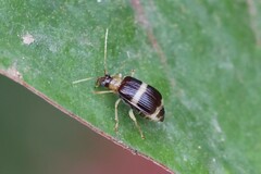 Paratriarius