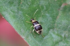 Paratriarius