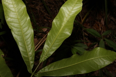 Flindersia schottiana