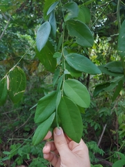 Securidaca diversifolia