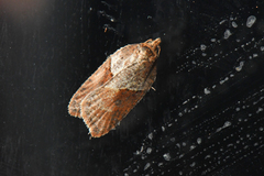 Acleris maccana