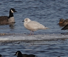 Larus glaucoides