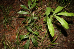 Flindersia schottiana