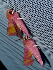 Deilephila porcellus