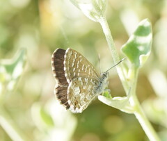 Theclinesthes serpentata