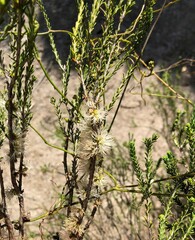 Melaleuca brevifolia
