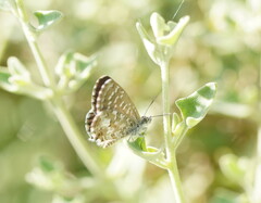 Theclinesthes serpentata