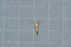 Argyresthia canadensis