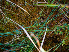 Juncus canadensis