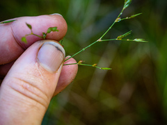 Juncus pelocarpus