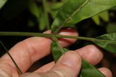 Flindersia schottiana