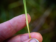 Juncus pelocarpus