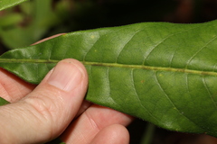 Flindersia schottiana