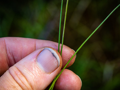 Juncus pelocarpus