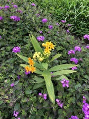 Asclepias curassavica