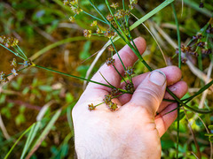 Juncus canadensis