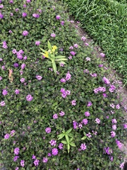 Asclepias curassavica