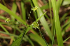 Juncus prismatocarpus