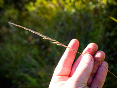 Calamagrostis inexpansa