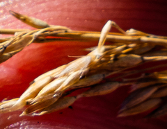 Calamagrostis inexpansa