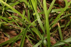 Juncus prismatocarpus