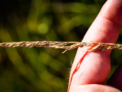 Calamagrostis inexpansa