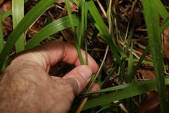 Juncus prismatocarpus