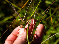 Calamagrostis inexpansa
