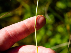Calamagrostis inexpansa