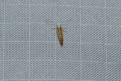 Argyresthia canadensis