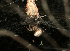 Cryptachaea veruculata