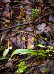 Platanthera clavellata