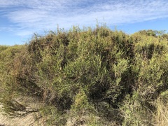 Melaleuca brevifolia