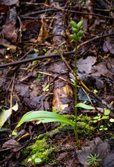 Platanthera clavellata