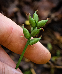 Platanthera clavellata