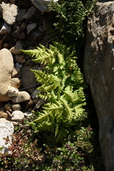 Gymnocarpium jessoense