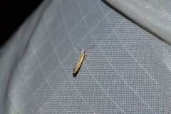 Argyresthia canadensis