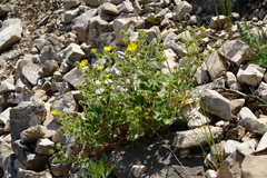 Potentilla asperrima