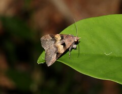 Avatha discolor