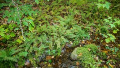 Amauropelta noveboracensis