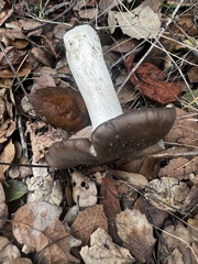 Entoloma ferruginans