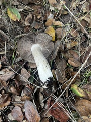 Entoloma ferruginans