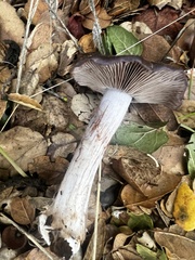 Entoloma ferruginans