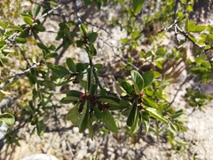 Karwinskia humboldtiana