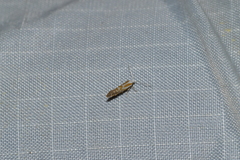 Argyresthia canadensis