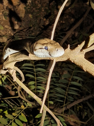 Photo of a Haitian Boa (striatus) (Chilabothrus striatus)