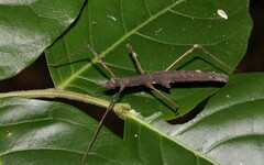 Pachymorpha