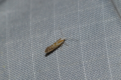 Argyresthia canadensis