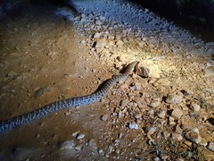 Chilabothrus striatus